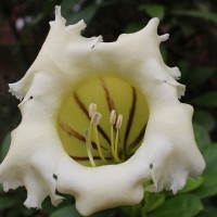 Solandra longiflora Tussac